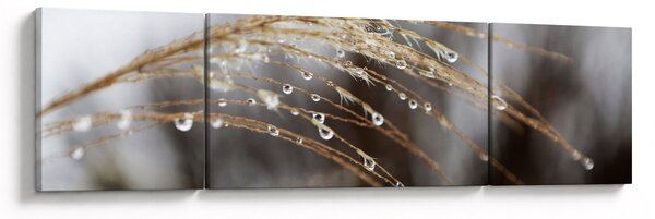 Obraz kapek na rostlině (170x50 cm)
