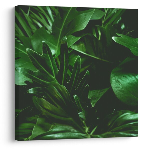 Obraz - Palmové listy (30x30 cm)