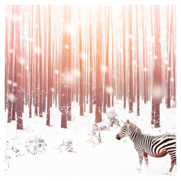 Obraz - Zebra v zasněženém lese (30x30 cm)
