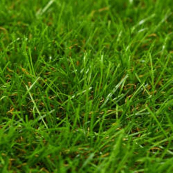 Umělá tráva 1 x 15 m / 40 mm zelená 148832
