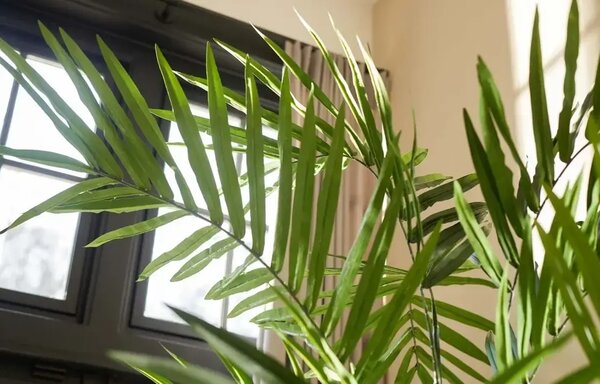 Umělá palma Kentia 270 cm – realistická dekorace