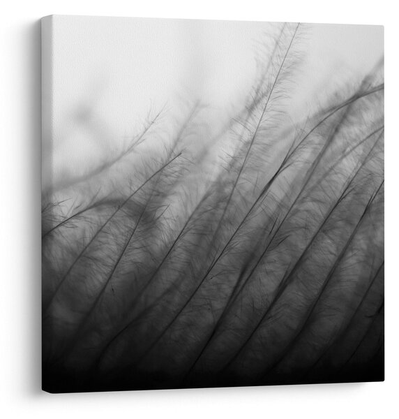 Obraz - Tráva ve větru (30x30 cm)