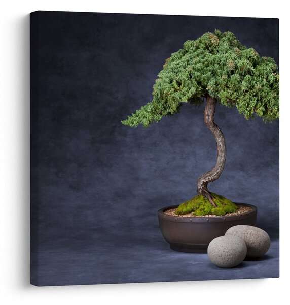 Obraz - Bonsai (30x30 cm)