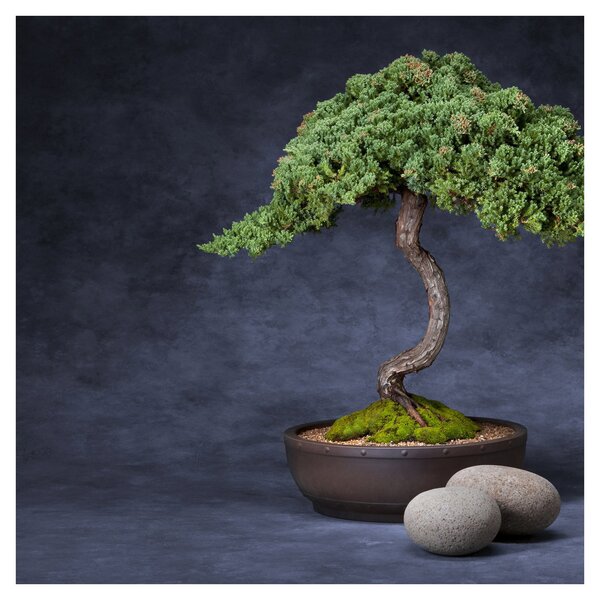 Obraz - Bonsai (30x30 cm)