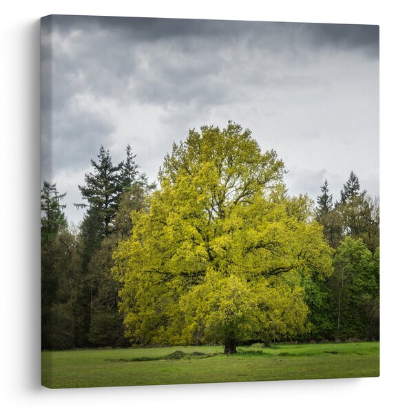 Obraz zeleného stromu uprostřed pole (30x30 cm)