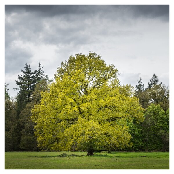 Obraz zeleného stromu uprostřed pole (30x30 cm)