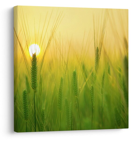 Obraz pole s obilím (30x30 cm)