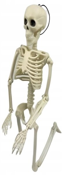 Lidská kostra skelet 40 cm halloween dekorace