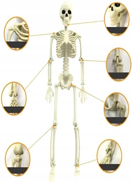 Lidská kostra skelet 40 cm halloween dekorace