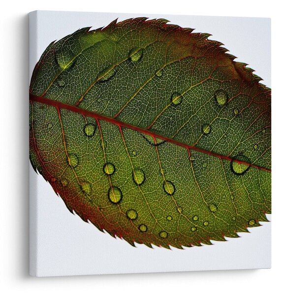Obraz - List růže (30x30 cm)
