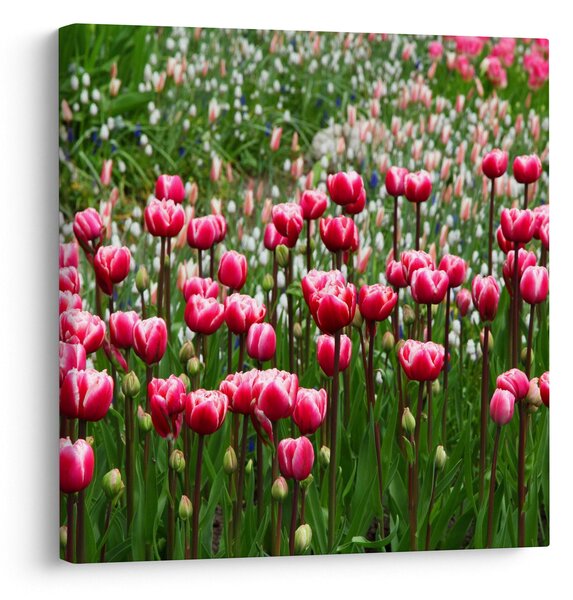 Obraz tulipánů (30x30 cm)