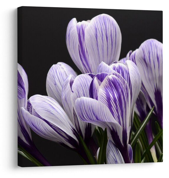 Obraz - Fialové krokusy (30x30 cm)