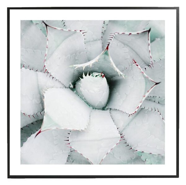 White Agave - 50x50 cm Obraz