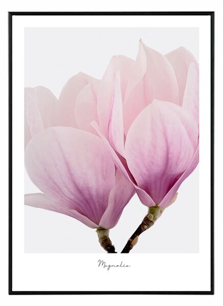 Iconic Magnolia - 30x40 cm Obraz