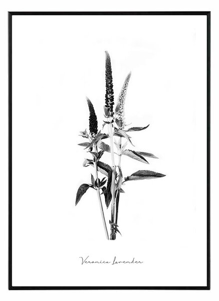 Veronica lavender - 50x70 cm Obraz