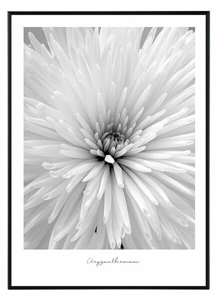 Flower chrysanthemum - 50x70 cm Obraz