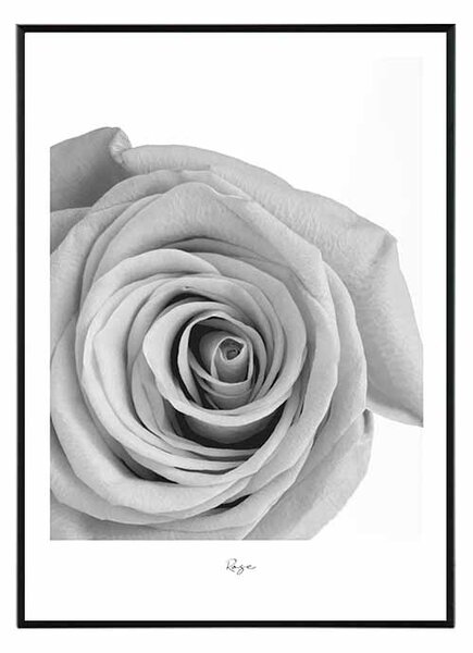 Flower rose - 30x40 cm Obraz
