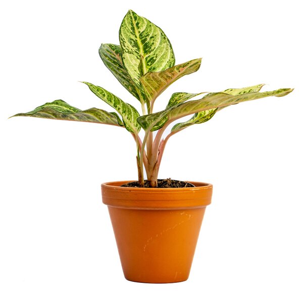 Aglaonema Eyecatcher, průměr 12 cm Aglaonema, Spící panna