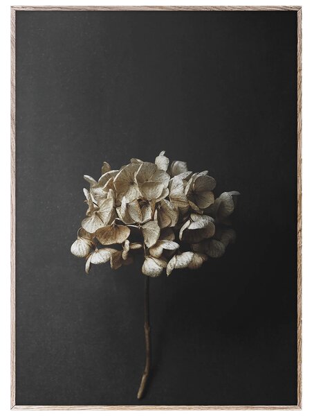 Paper Collective designové moderní obrazy Still Life 04 - Hydrangea (50 x 70 cm)