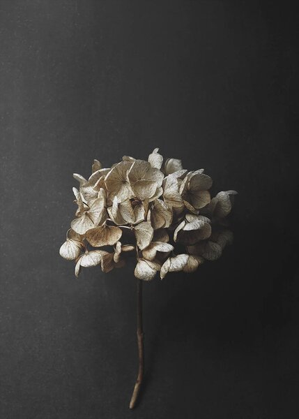 Paper Collective designové moderní obrazy Still Life 04 - Hydrangea (50 x 70 cm)