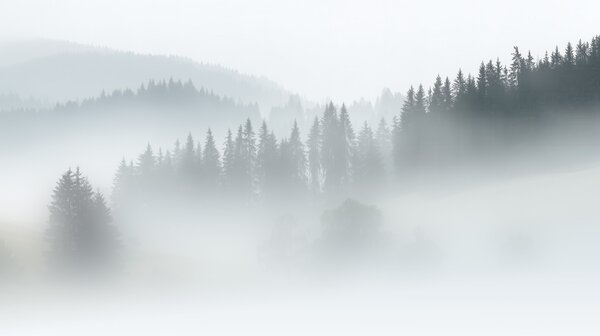 FUGU Světlá tapeta mlžný les - White land Materiál: Digitální eko vlies - klasická tapeta nesamolepicí