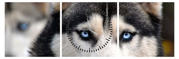 Obraz psa husky (s hodinami) (90x30 cm)