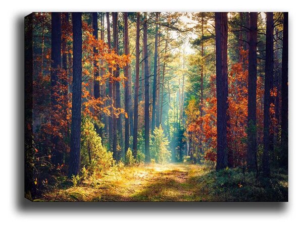 Wallity Obraz na plátně Miracle forest 50x70 cm