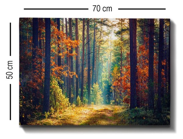 Wallity Obraz na plátně Miracle forest 50x70 cm