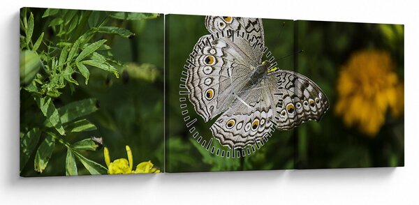 Obraz - bílý motýl (s hodinami) (90x30 cm)
