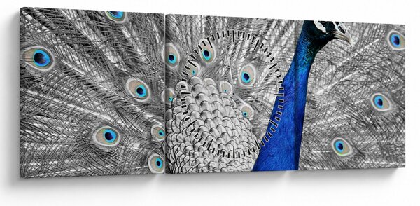 Obraz - modrý páv (s hodinami) (90x30 cm)