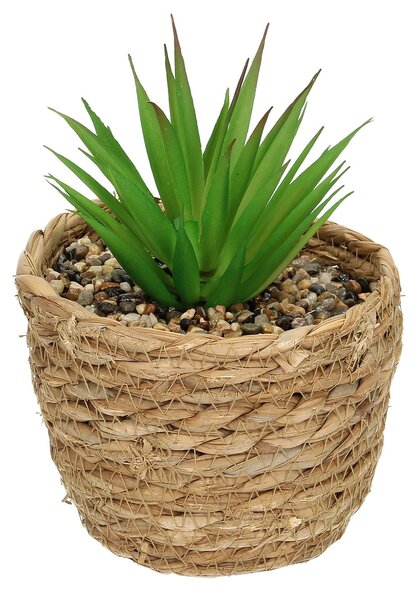 Dekorace Aloe 20 cm