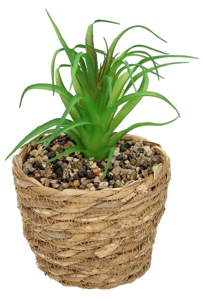 Dekorace Tree Aloe 20cm