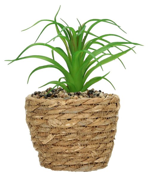 Dekorace Tree Aloe 20cm