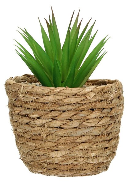 Dekorace Aloe 20 cm