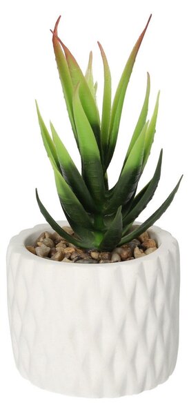 Dekorace Sansevieria 12cm