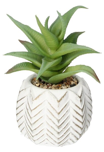 Dekorace Aloes I 14cm