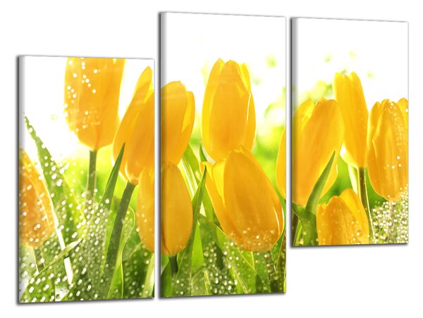 Obraz na zeď Žluté tulipány
