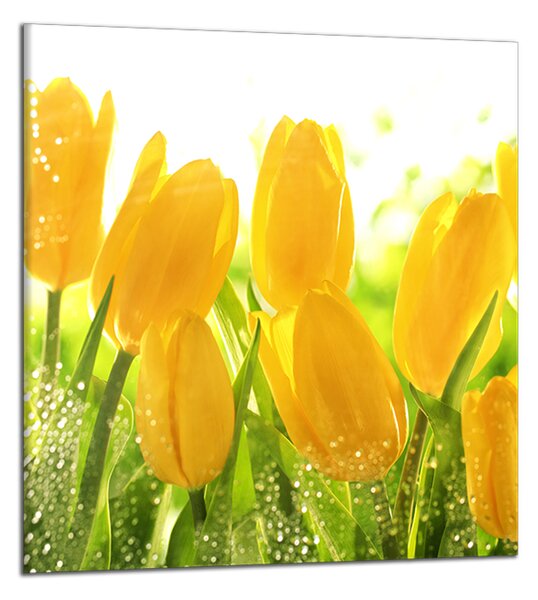Obraz do bytu Žluté tulipány