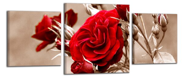 Moderní obraz Červená růže