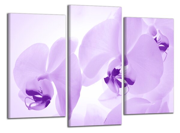 Obraz do bytu Fialové orchideje