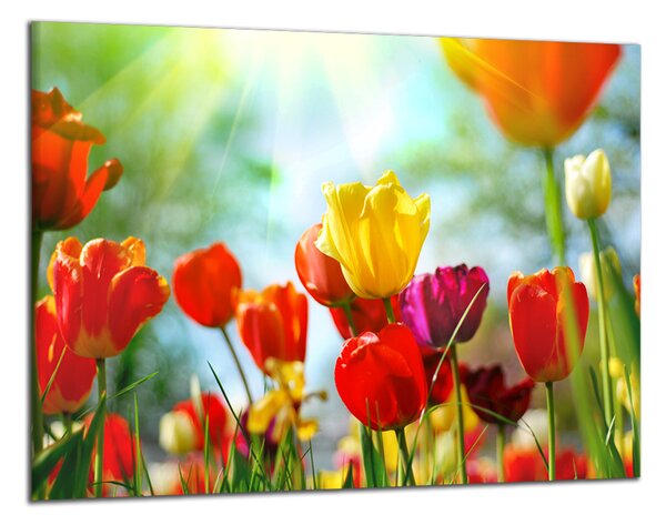 Obraz na plátně Barevné květy tulipánů