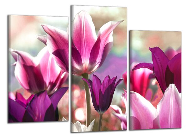 Moderní obraz Fialové tulipány