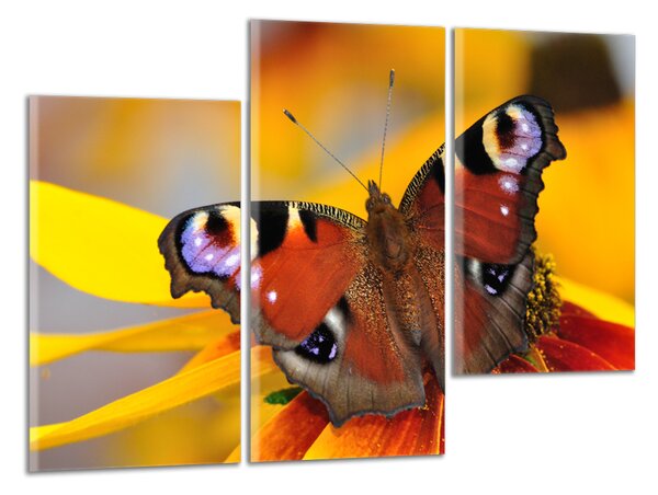 Moderní obraz Barevný Motýl
