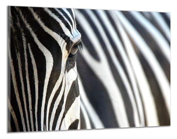 Obraz na plátně Zebra