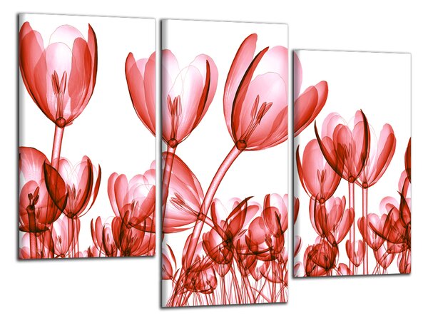 Obraz na stěnu Červené tulipány