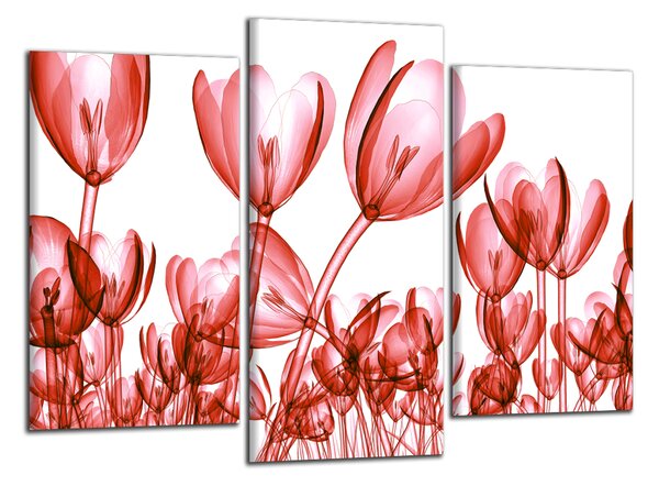 Obraz na stěnu Červené tulipány