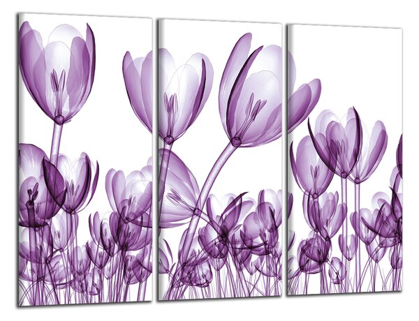Obraz na plátně Fialové tulipány