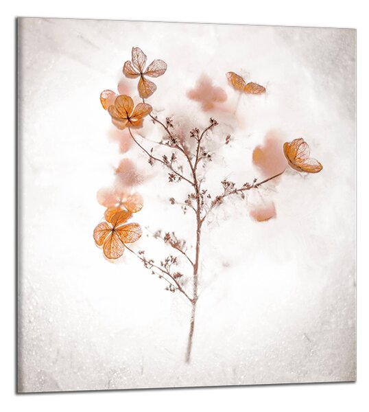 Obraz na plátně Hnědý květ