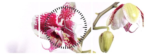 Obraz květu orchideje (s hodinami) (90x30 cm)