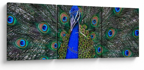 Obraz - Páv (s hodinami) (90x30 cm)